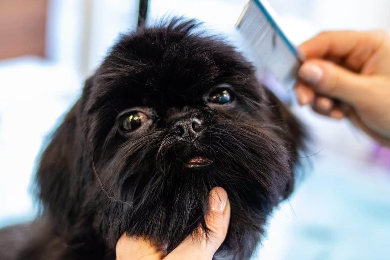 grooming, animal, pet, dog, pet care, canine, pet salon, puppy